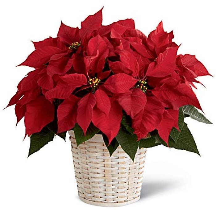 Holiday Cheer Med. Red Poinsettia in Basket