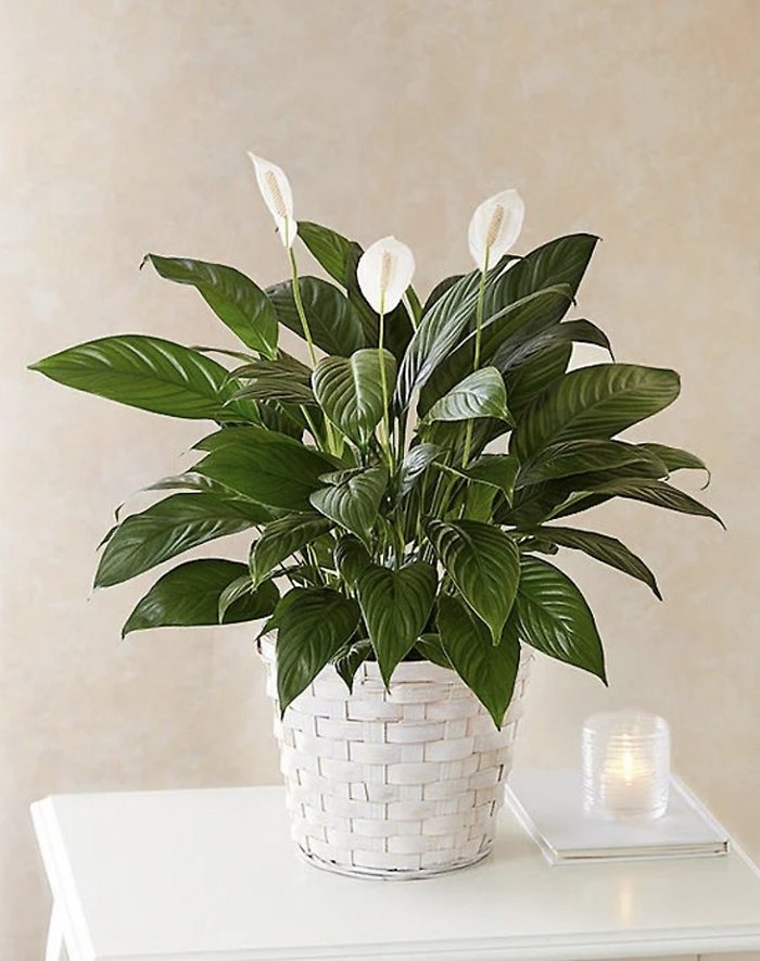 SM Simply Elegant Spathiphyllum