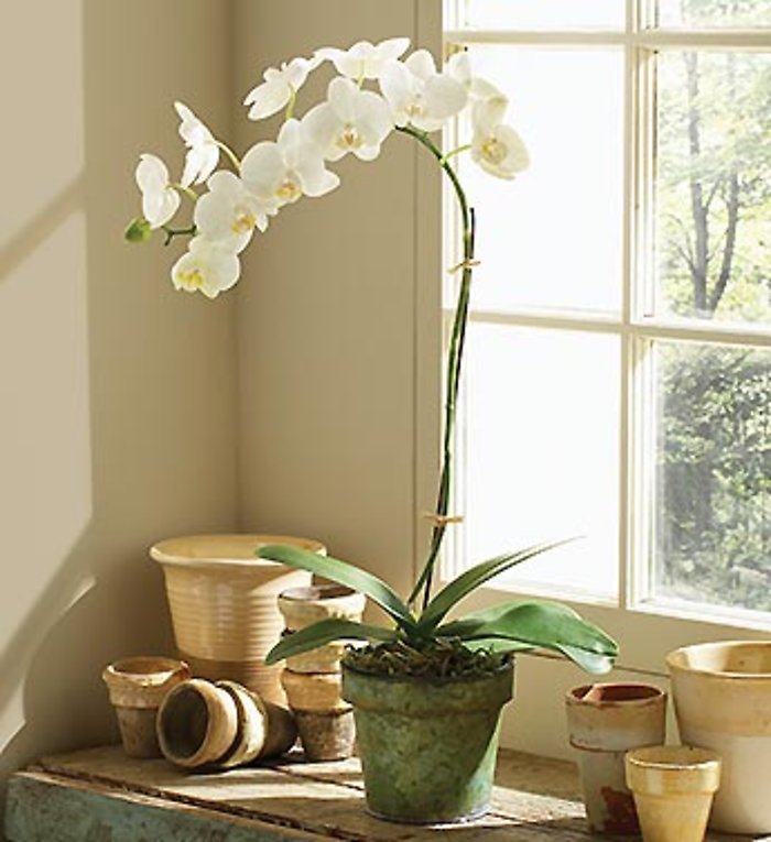 Phalaenopsis Orchid Plant