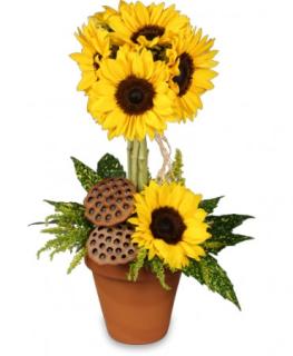 Pot O\' Sunflowers