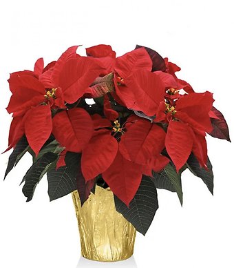 Holiday Cheer Med. Poinsettia in Foil