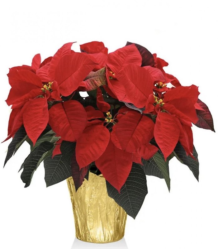Holiday Cheer Med. Poinsettia in Foil