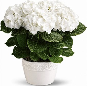 Happy Hydrangea Plant - White