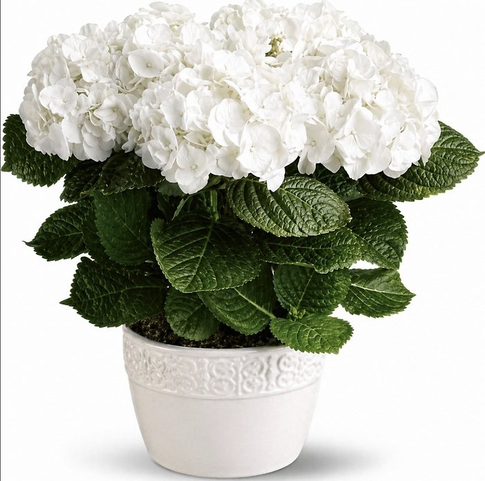 Happy Hydrangea Plant - White