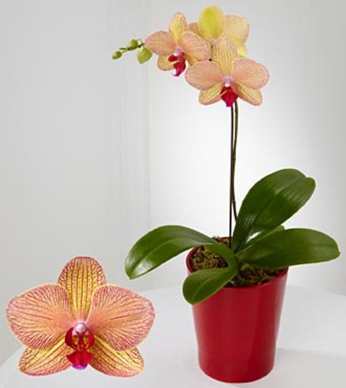 Treasure Phalaenopsis Orchid