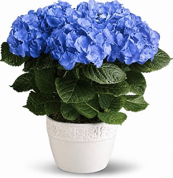 Happy Hydrangea - Blue/Purple