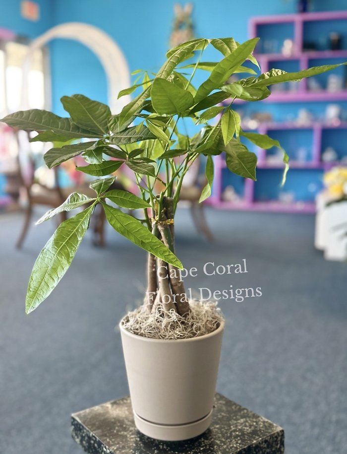 Money Tree Plant
