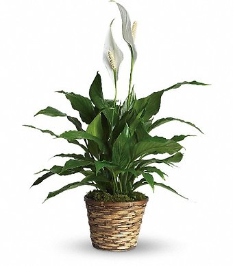 Medium Simply Elegant Spathiphyllum