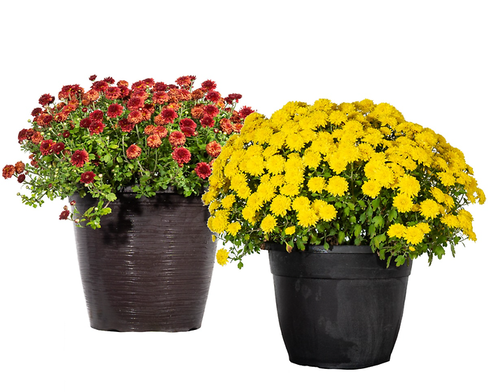 Fall Mum Plants