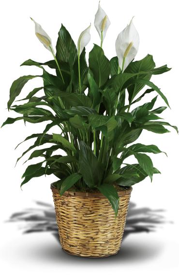 LG Large Simply Elegant Spathiphyllum