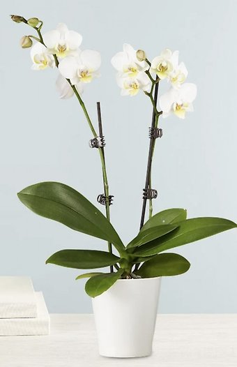 White Double Orchid Plant