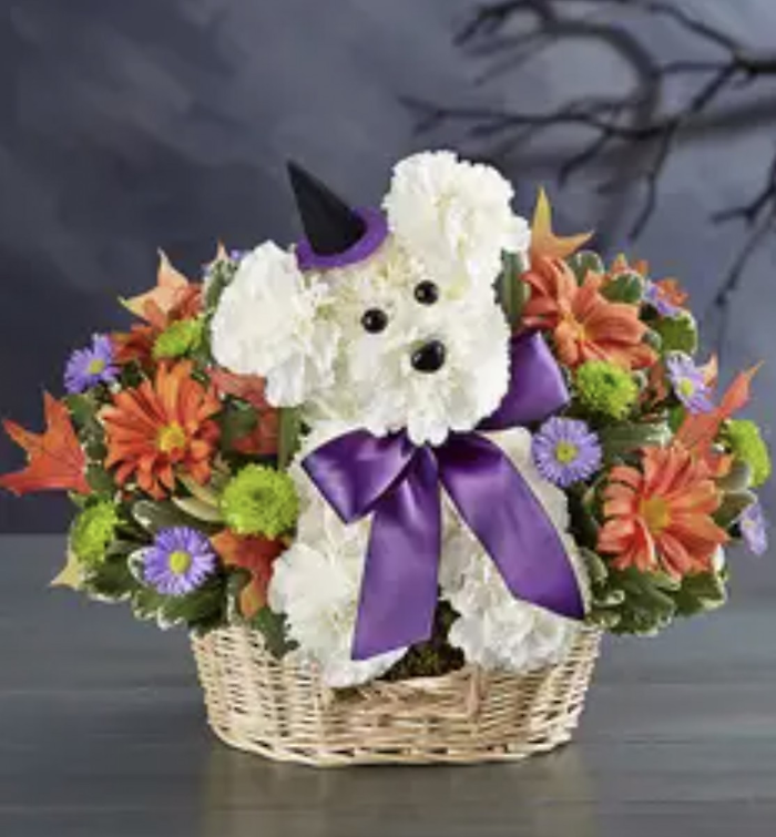 Witchy Pooch