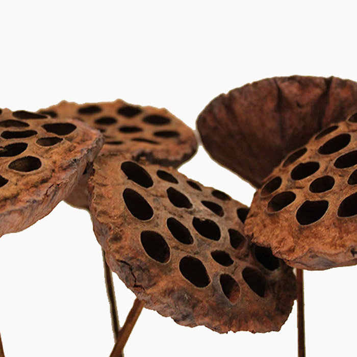 Lotus Pods