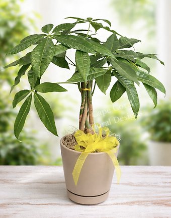 Money Tree Plant