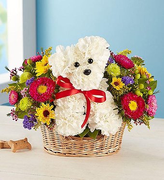 Happy Dogable in Basket