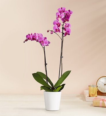 Purple Double Orchid Plant