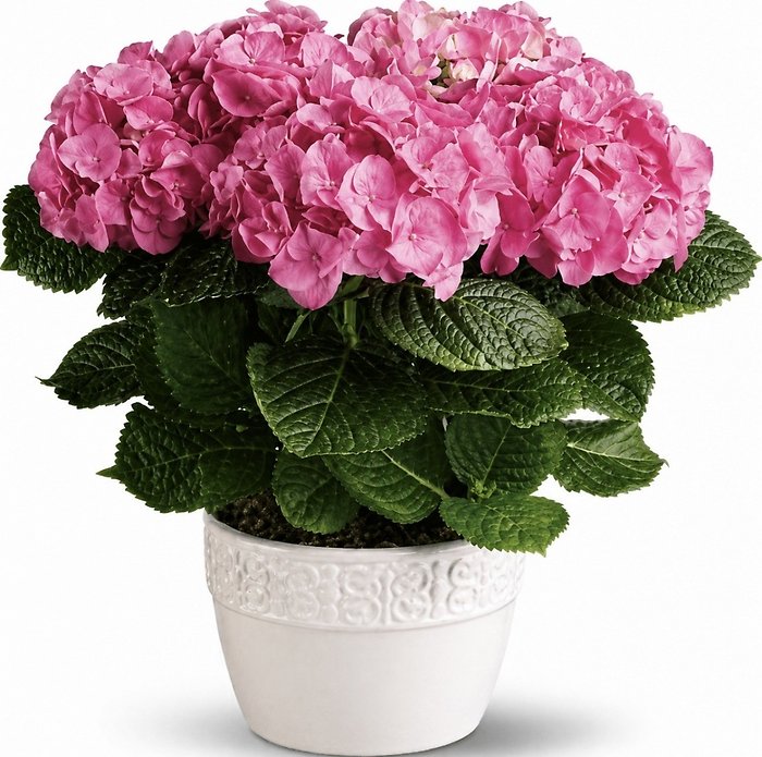 Happy Hydrangea - Pink