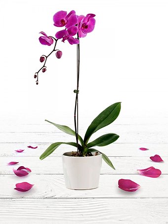 Phalaenopsis Purple Orchid