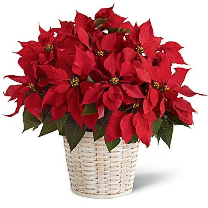 Holiday Cheer LG Red Poinsettia in Basket